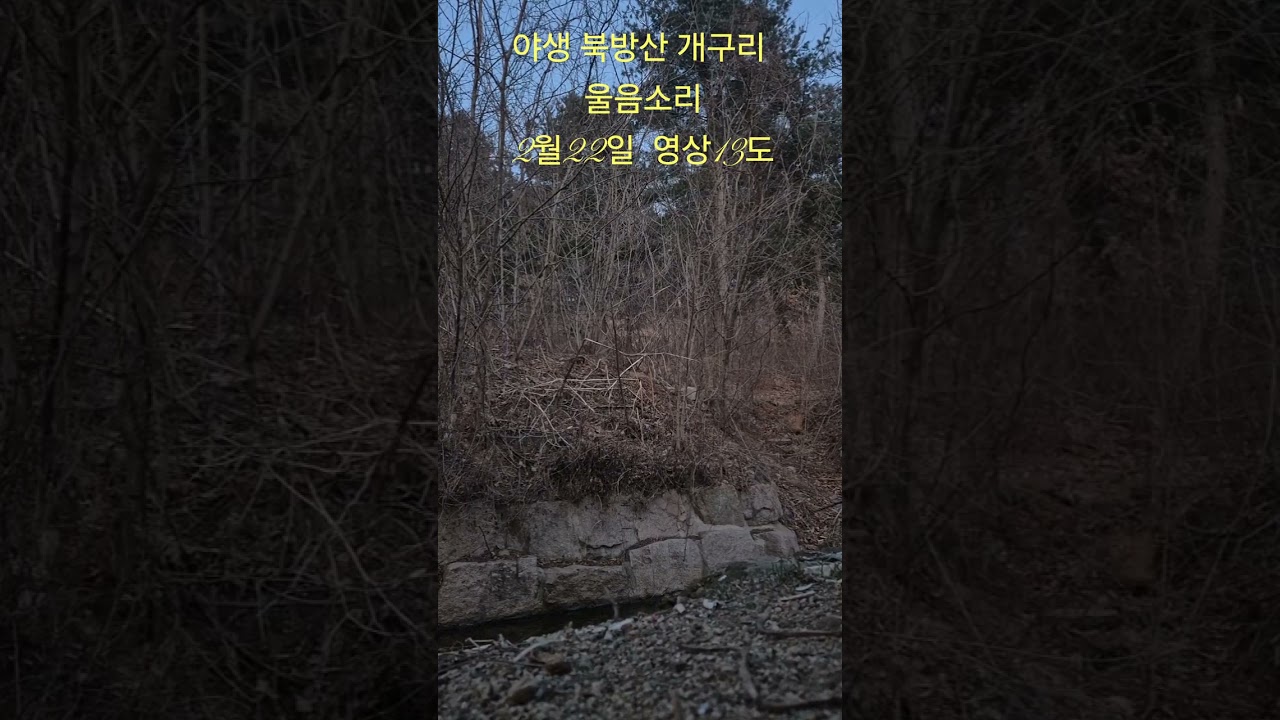 2월인데 개구리 합창 시작?! 🐸🌙 13도에 깨어난 야생 북방산 개구리 #봄#야생 북방산 개구리 #개구리울음소리