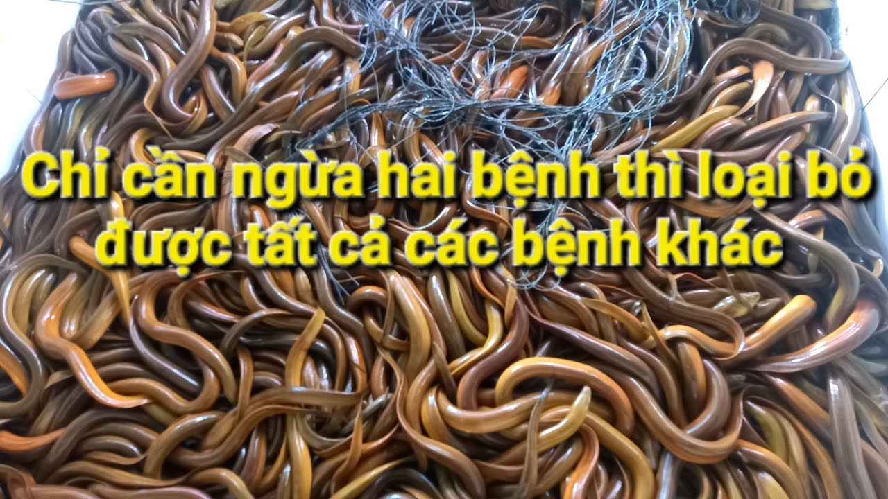 Loại bỏ các loại bệnh cho lươn trong một nốt nhạc.