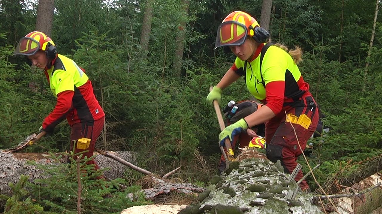 Borkenkäferbefall - was Waldbesitzer tun können