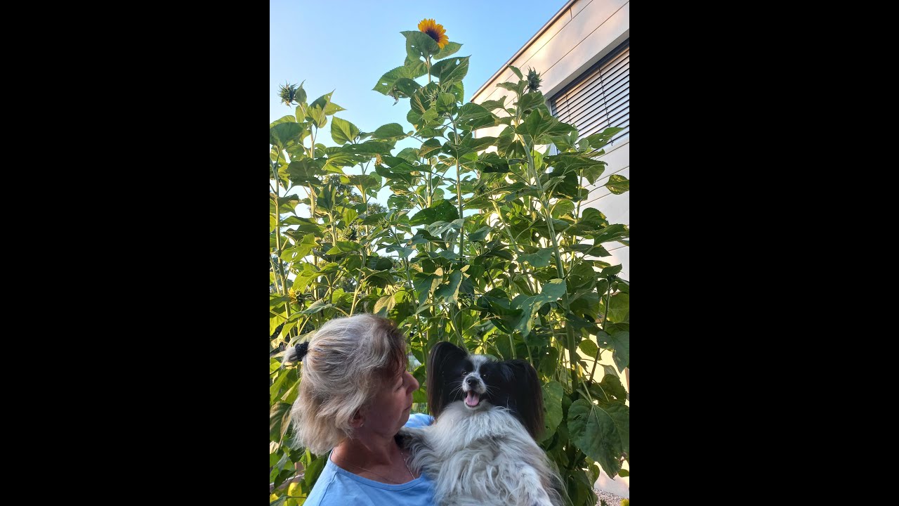 ein leben wie ein junger Hund, Dino der Papillon im Sommer