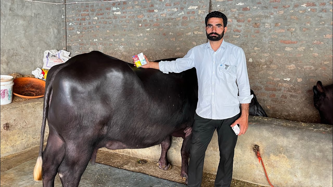 ਹਰਬੰਤ ਭੁਟਾਲ ਡਾਇਰੀ ਫਾਰਮ ਪਸੂਆ ਦੀ ਡੀਬਾਰਮਿੰਗ #cow #animals #farming #dairyfarm #baffalo 