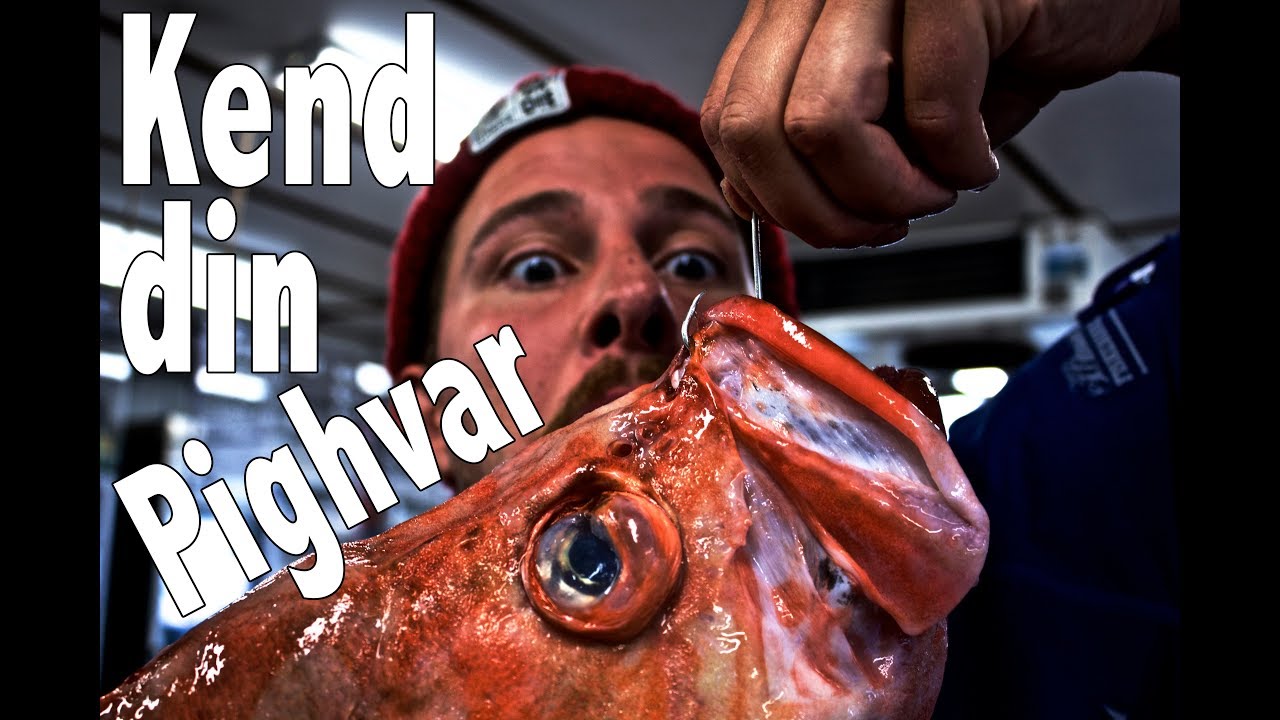 Kend din fisk - Pighvar