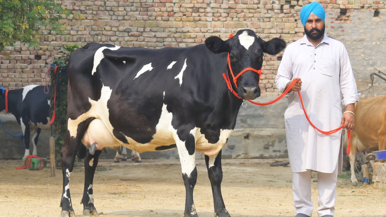 25 to 35 Litre Milk, 7 cows Available For Sale, With Full Record।। Best For Dairy Farming 