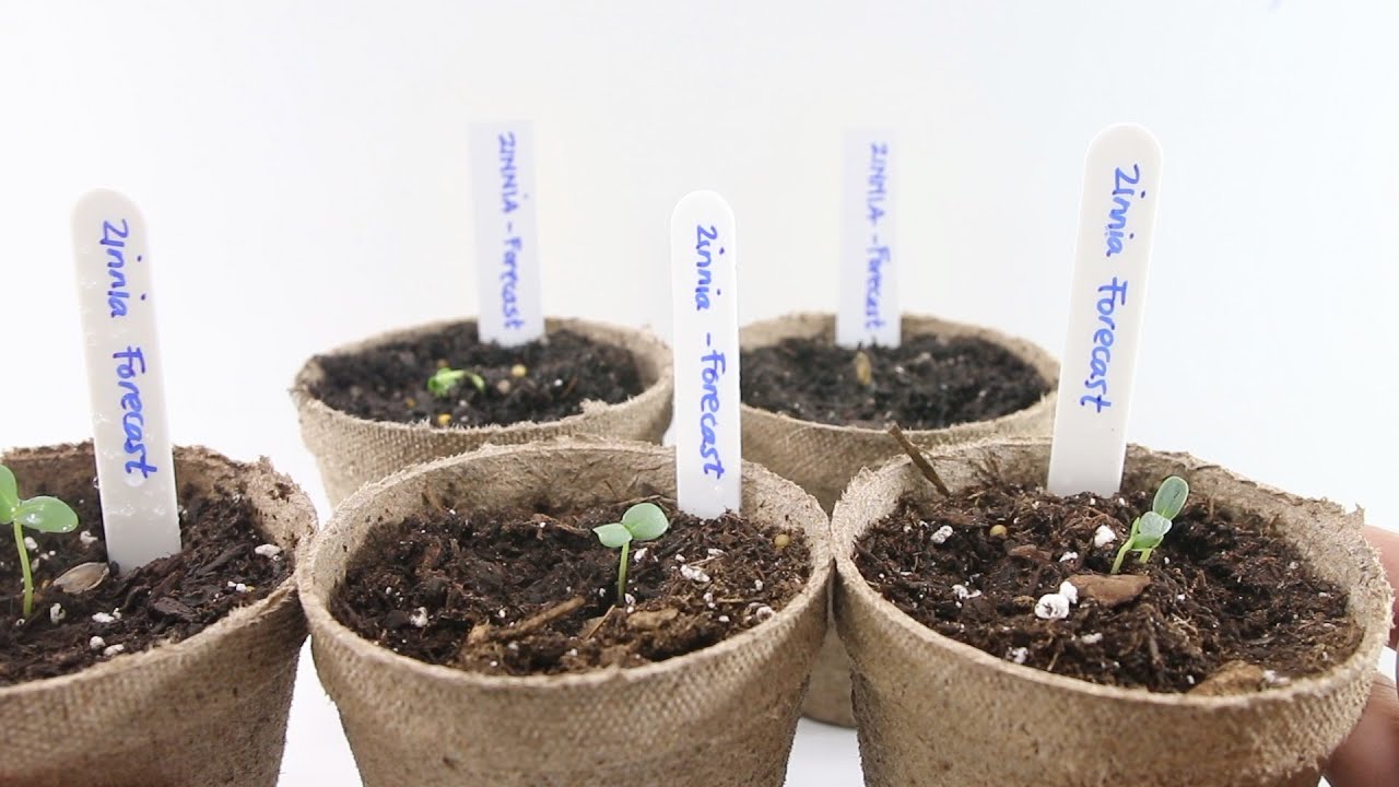 How to germinate your seeds using a baggy and paper towel! Fondanista Gardening 🌿🌸