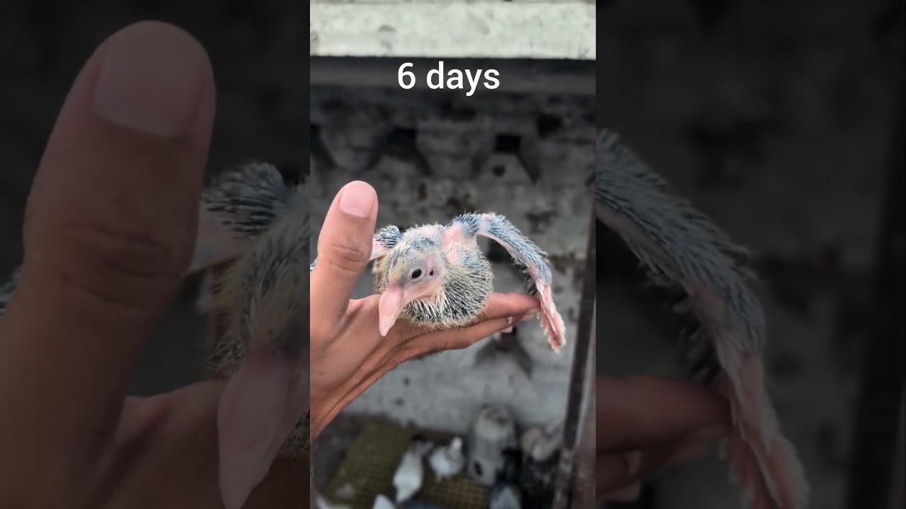 pigeon baby 15 days growth journy #naturelovers #birds #pigeon #babypigeon #pigeonlove #birds #reels