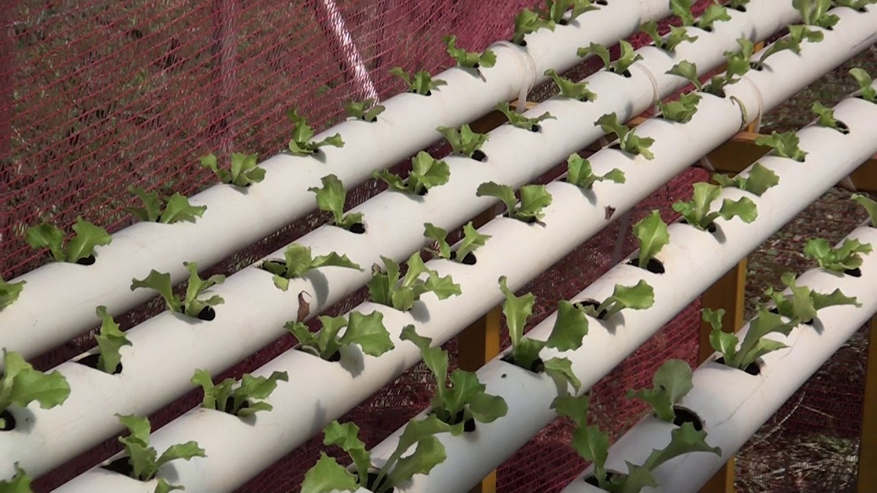 Producción de hortalizas con sistema hidropónico