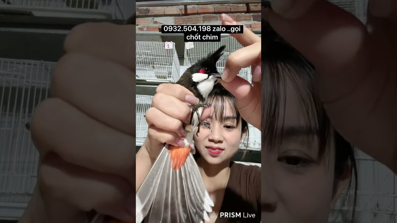 chào mào bẫy đấu khủng vip 🦅