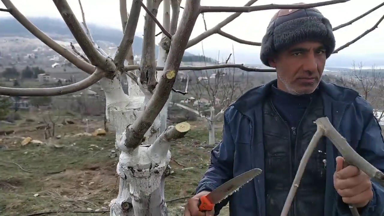 КАК ОБРЕЗАТЬ ВАКЦИНЫ ДЛЯ БОЛЬШИХ ГРЕЦКИХ ОРЕХОВ