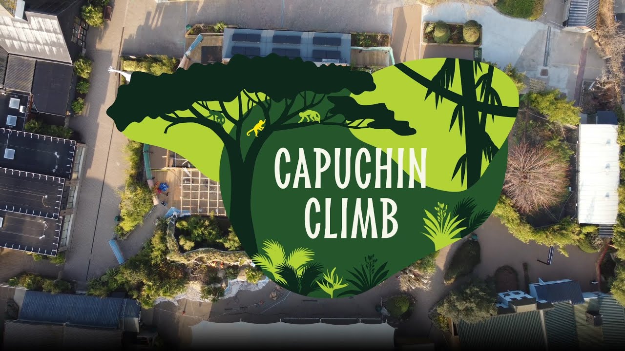 NEW Capuchin Climb now open!