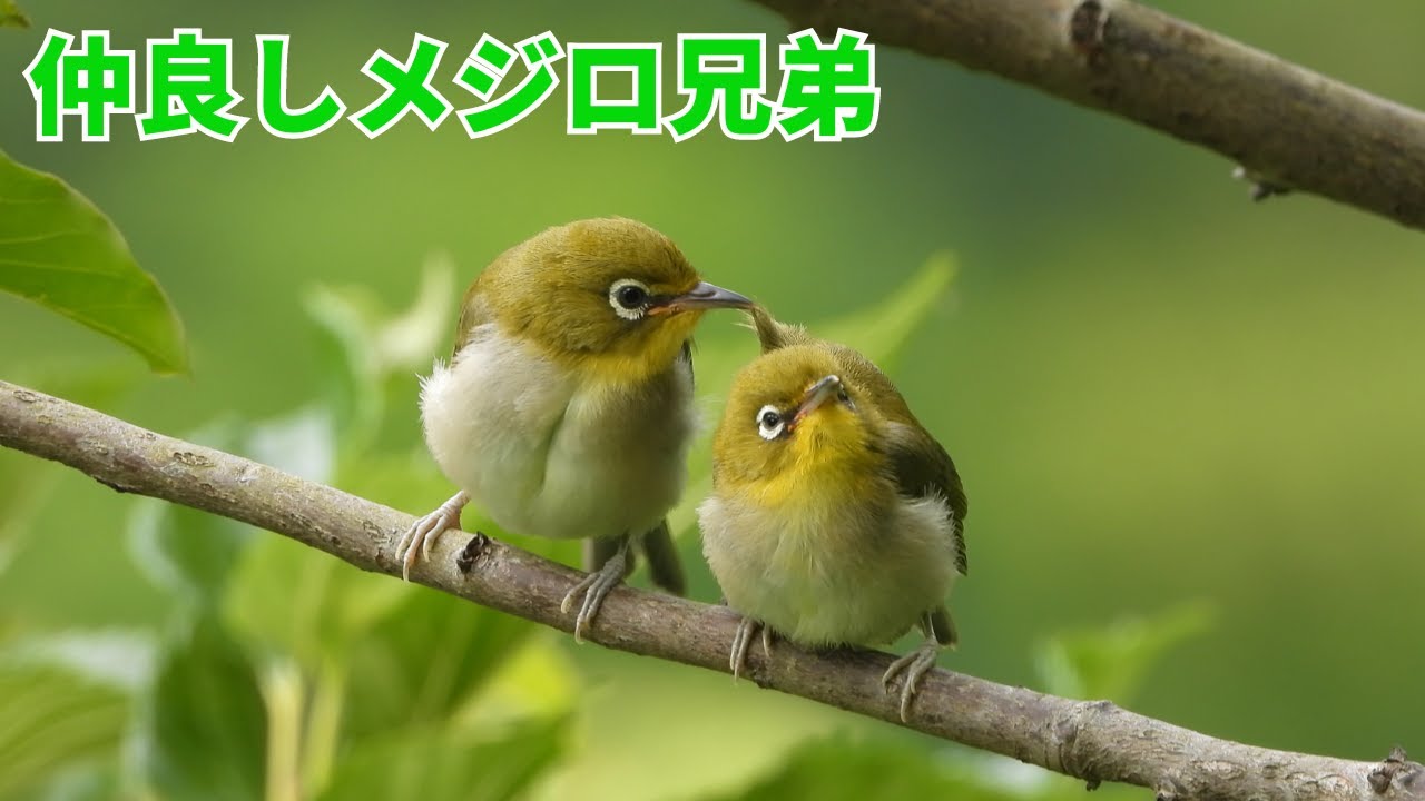 【仲良しメジロ雛3兄弟】みんな一緒に羽繕い&お昼寝