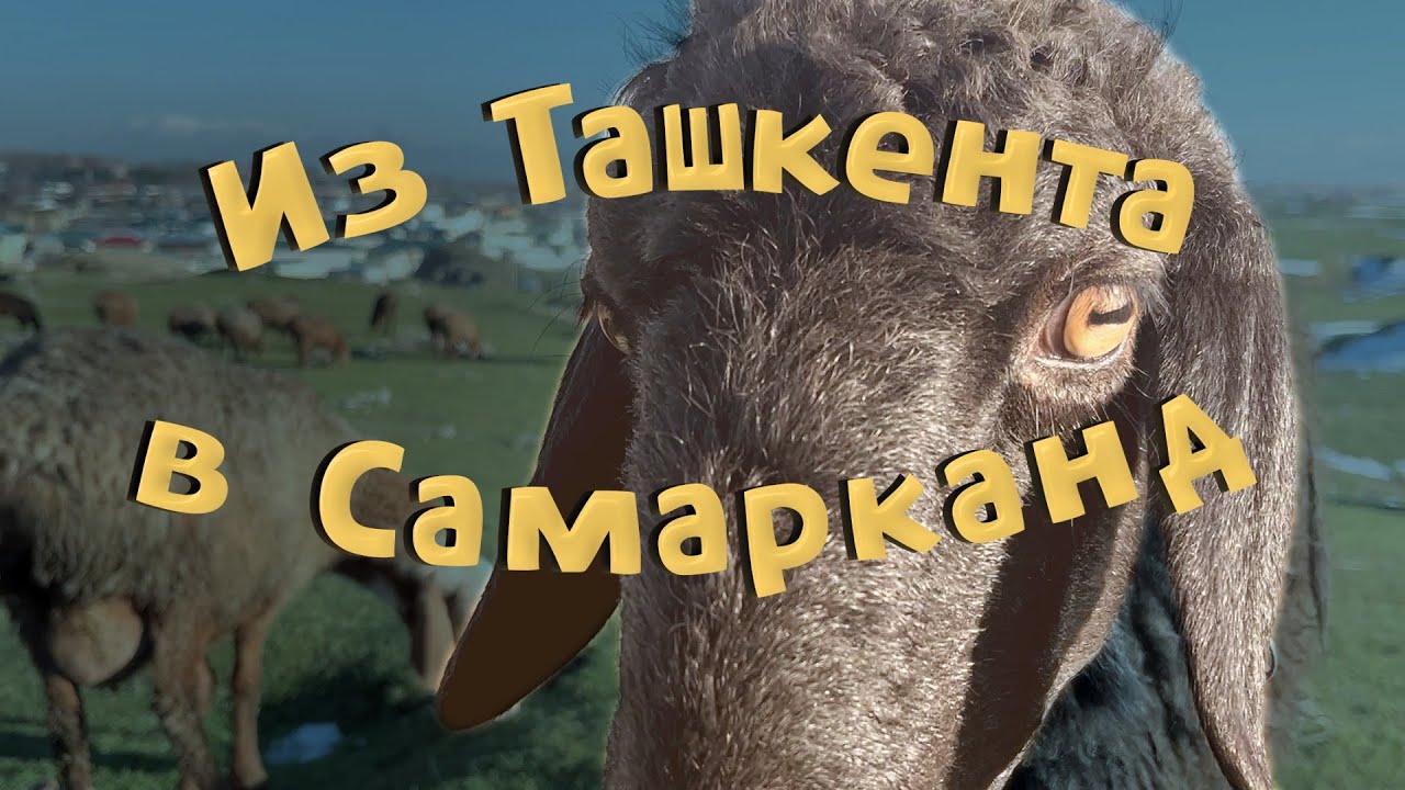 Гуляю по Ташкенту и Самарканду. Смотрю как готовят плов, трогаю овец.