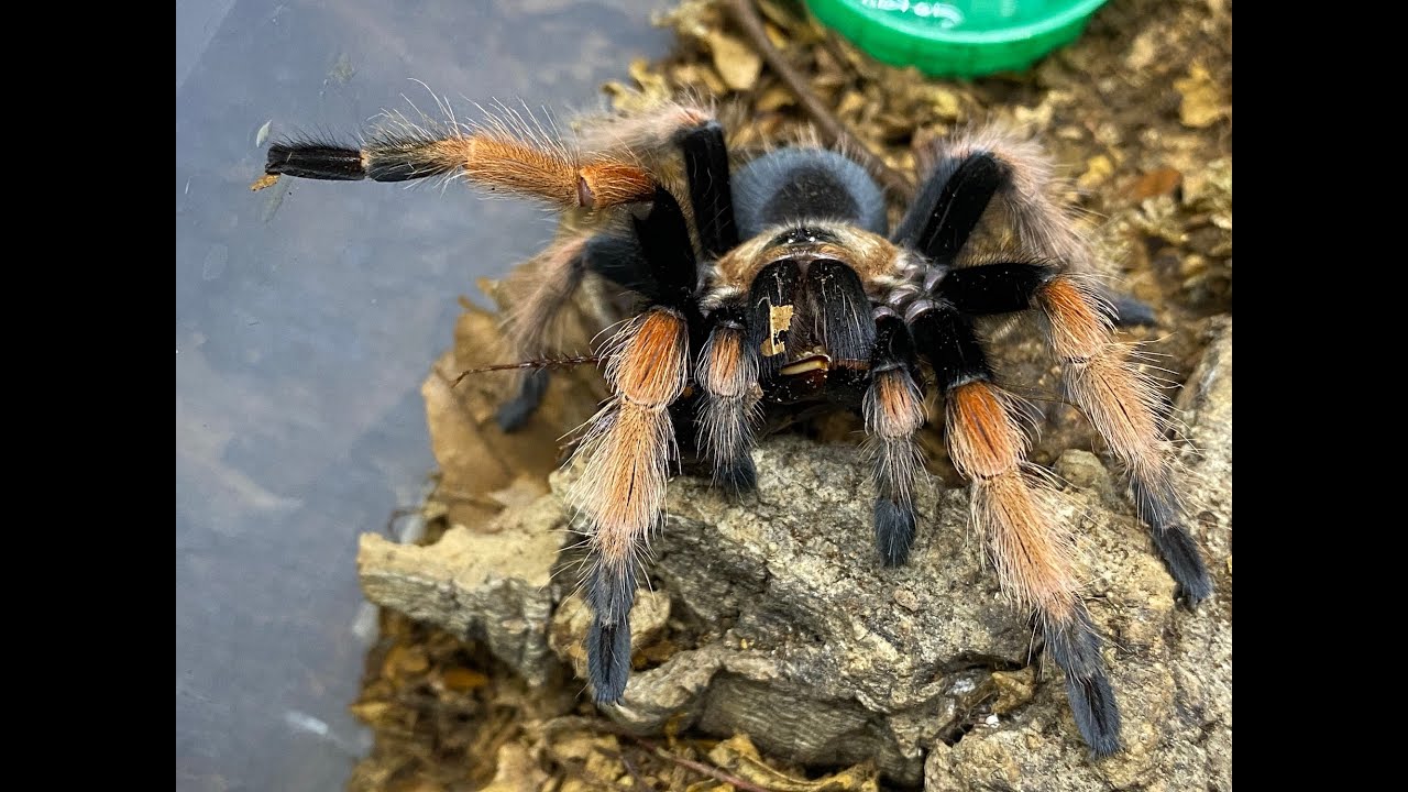 G pulchra & B boehmei, care and housing