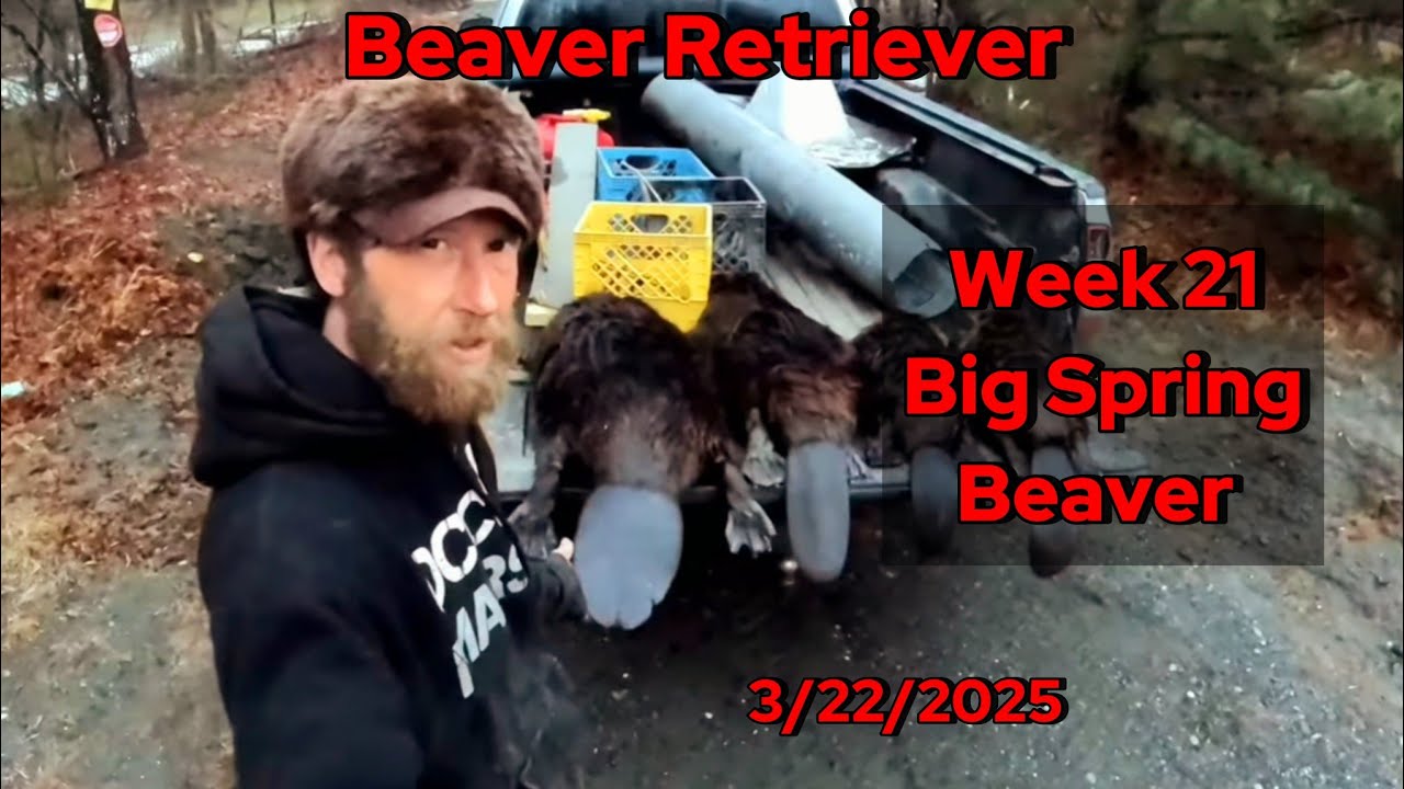 Spring BEAVER Traplines + MORE