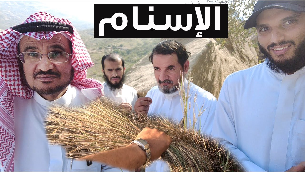 عشبة الإسنام .. أشهر الأعلاف البرية للحلال ... جولة ميدانية مع د أحمد قشاش ونخبة من المهتمين بالنبات