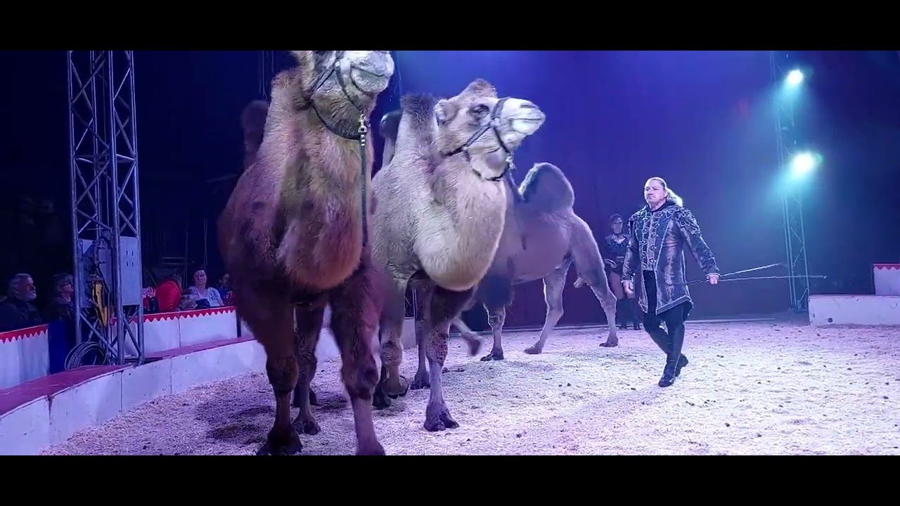 Cirkus Francesko Jung 2024 2 časť