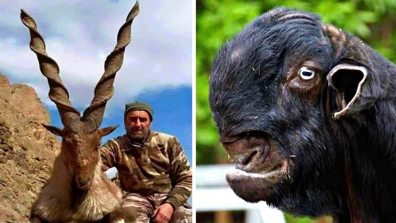 5 Cabras Mais Incríveis do Mundo