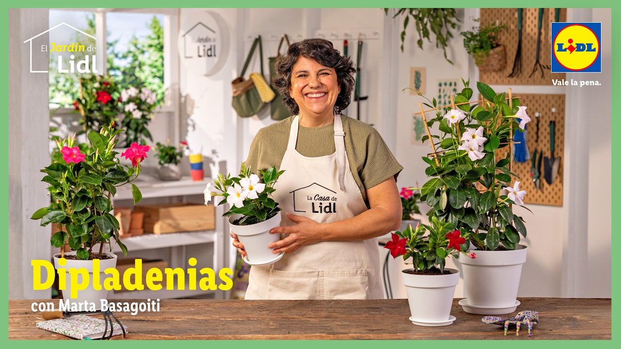 Cómo cuidar las dipladenias 🌺 | El Jardín de Lidl | Lidl España