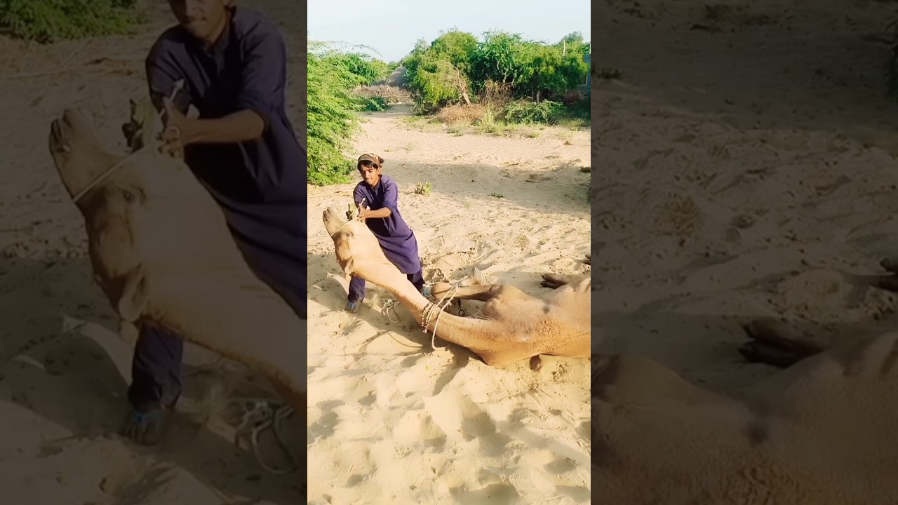Camel Fight With Camleer#cameljump #camels #shortvideo #shortfeeds