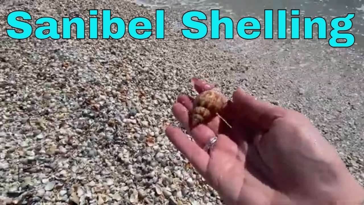 Shelling On Sanibel Island 2023 - Best Shell Pile Ever, So Many Tulips