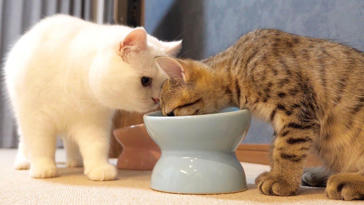 相手のごはんが食べたすぎる猫達の壮絶(?)な奪い合い！