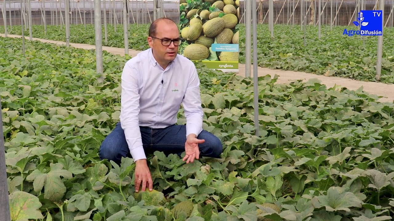 Dulce de Adra || Antonio Gutiérrez, delegado de ventas de Syngenta nos habla de la variedad Graciano