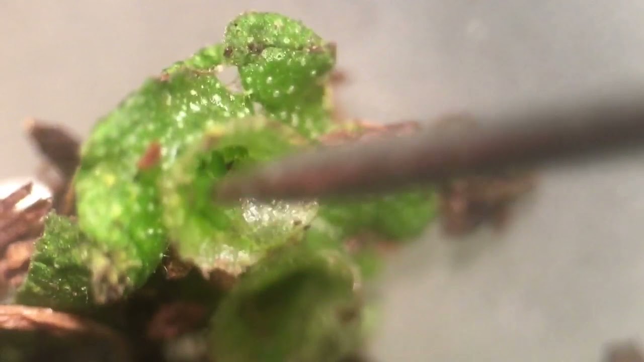 Liverwort gemmae being extracted from cup