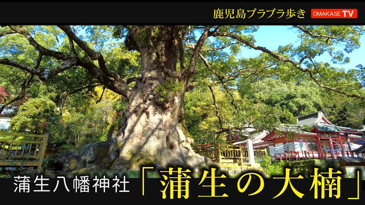 姶良散策　蒲生の大楠　蒲生八幡神社 　姶良市　蒲生町#姶良霧島#Japan#Drivingvideo