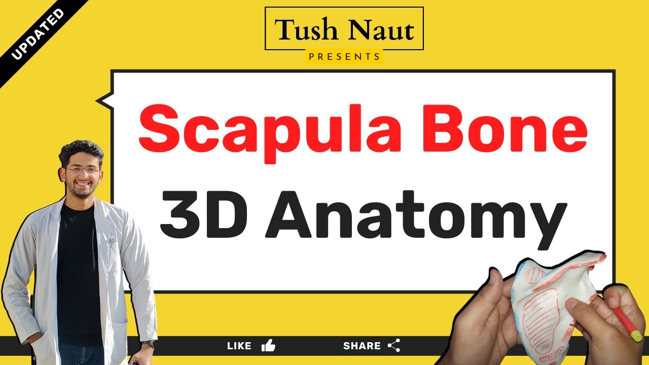 Scapula anatomy - 3D - Easy handwritten notes