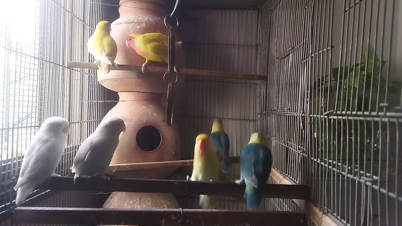 Lucky Lovebirds daily amazing moments forever 🥳🦜🐦🕊️