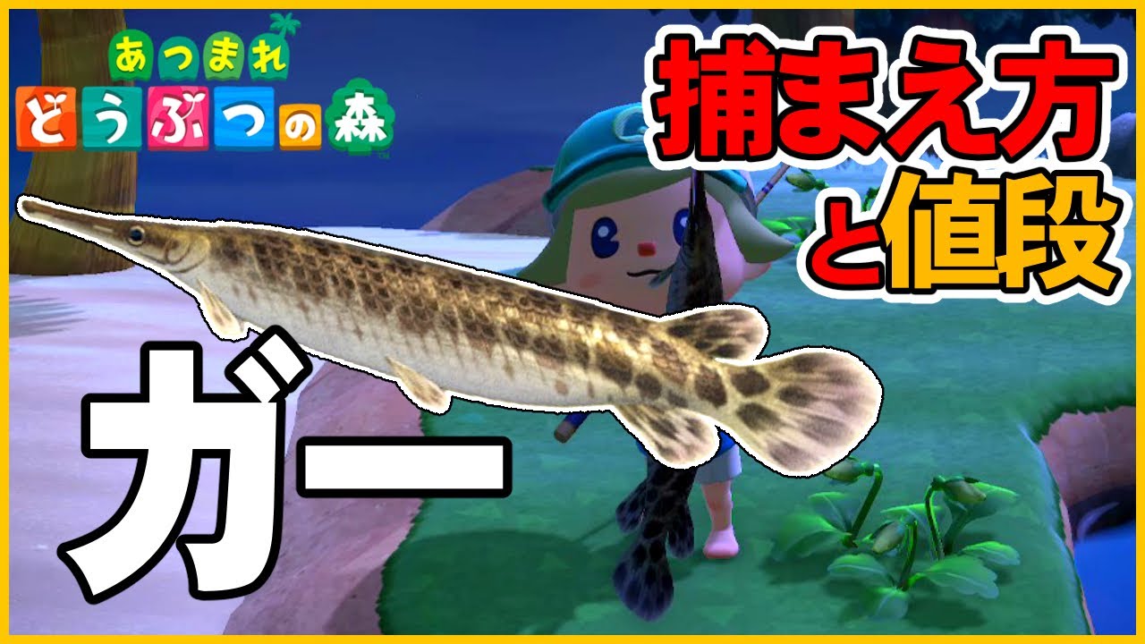 【あつ森】ガーの出現時間と場所・魚影・値段・解説・飾る【あつまれどうぶつの森AnimalCrossing】釣り方捕まえ方