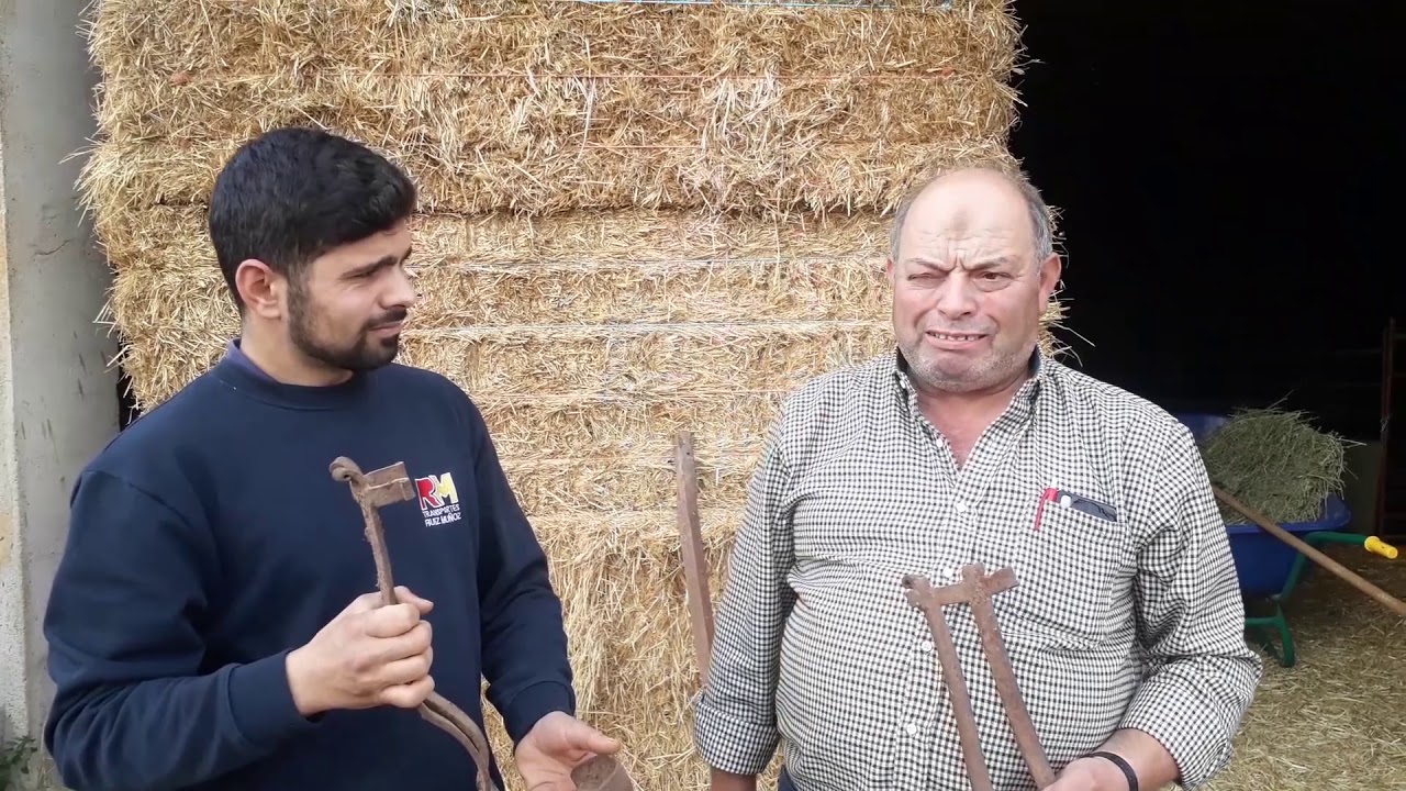 Historias Mula y Yegua se dañaron los tendones arando...