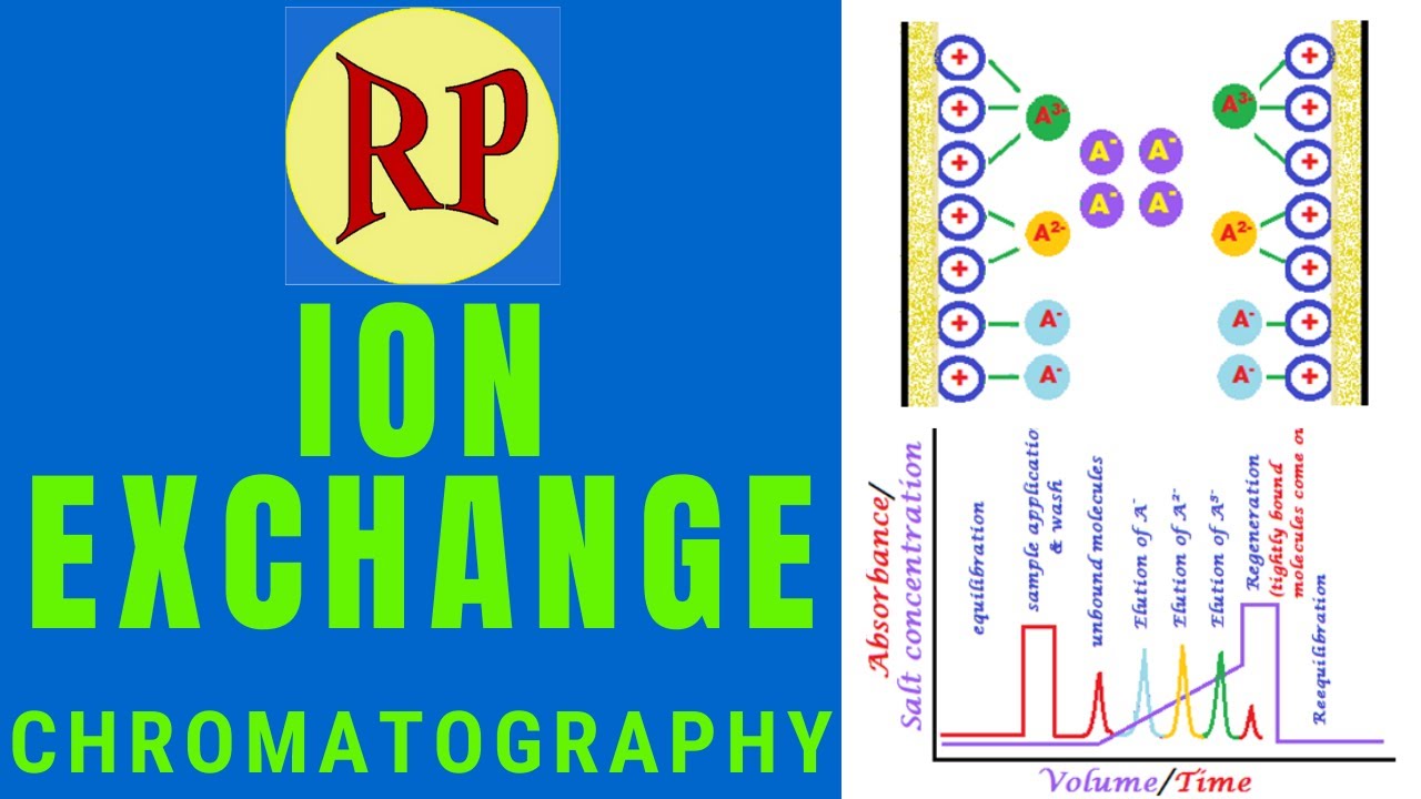 Ion-exchange chromatography(Animated)|Separation of charged molecules by ion-exchange chromatography