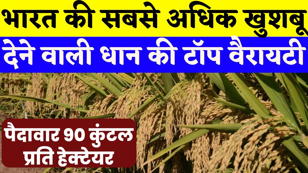 भारत की सबसे अधिक खुशबू देने वाली धान की टॉप वैरायटी पैदावार 90 कुंटल || Dhan ki top 3 variety 2023
