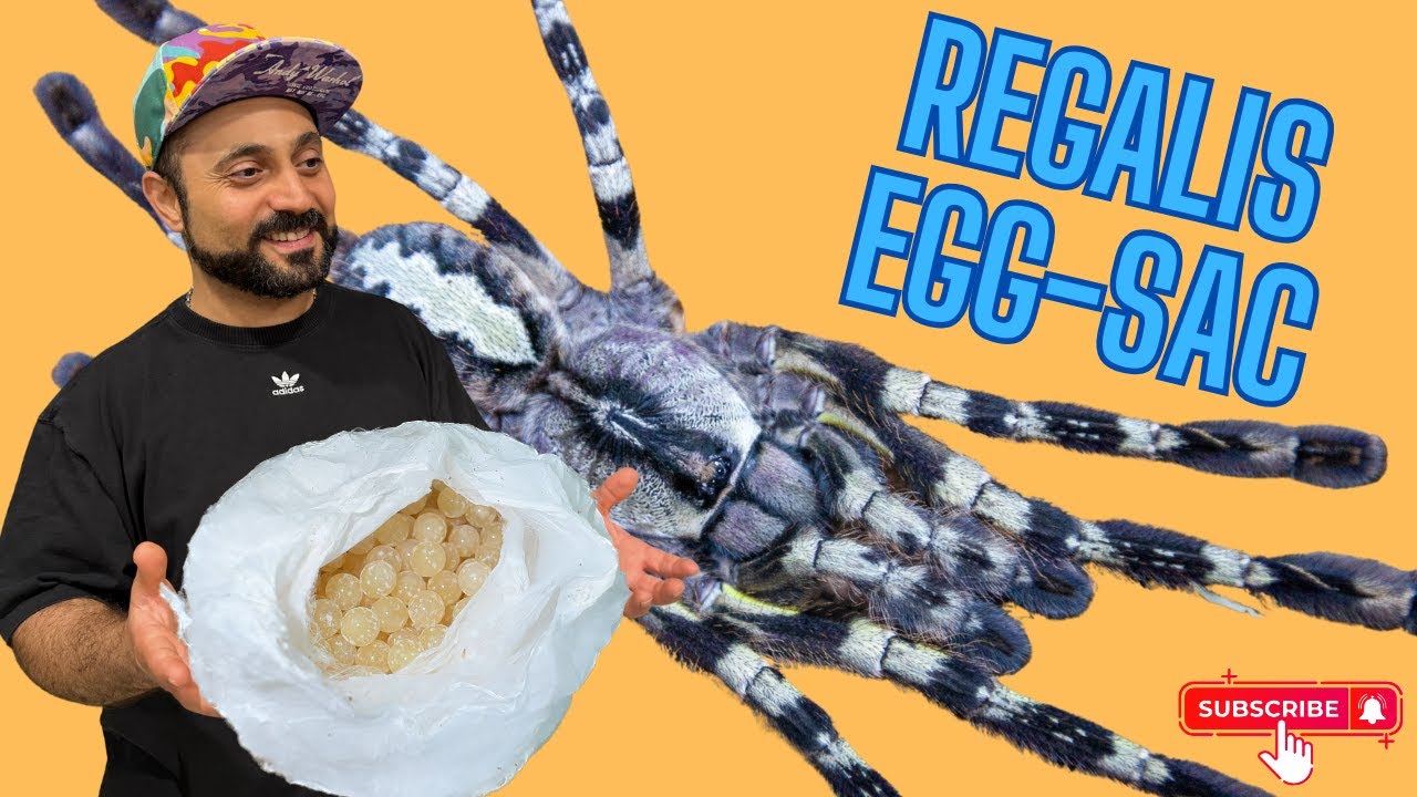 Pulling an egg sac from a Tarantula - Indian Ornamental Poecilotheria Regalis (part 1)