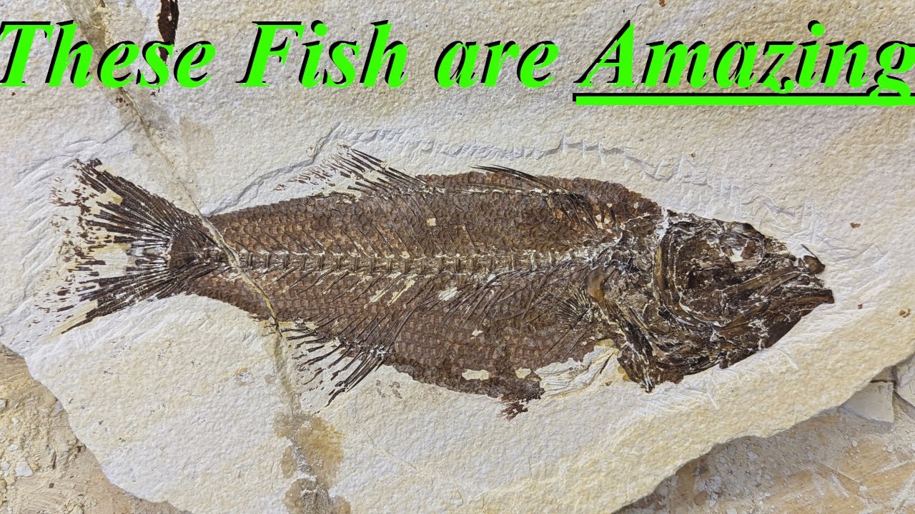 I Can't Get Enough of These Fossils! Prepping our Fish Fossils from Kemmerer Wyoming!