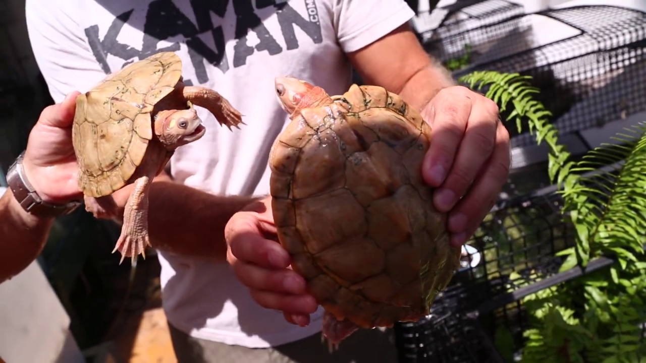 The WORLD's CRAZIEST Turtle House is BACK!