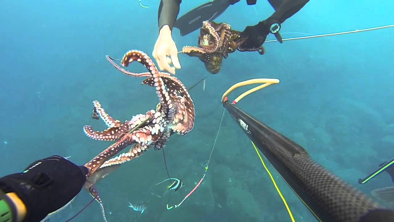 chasse sous marine sud sauvage réunion