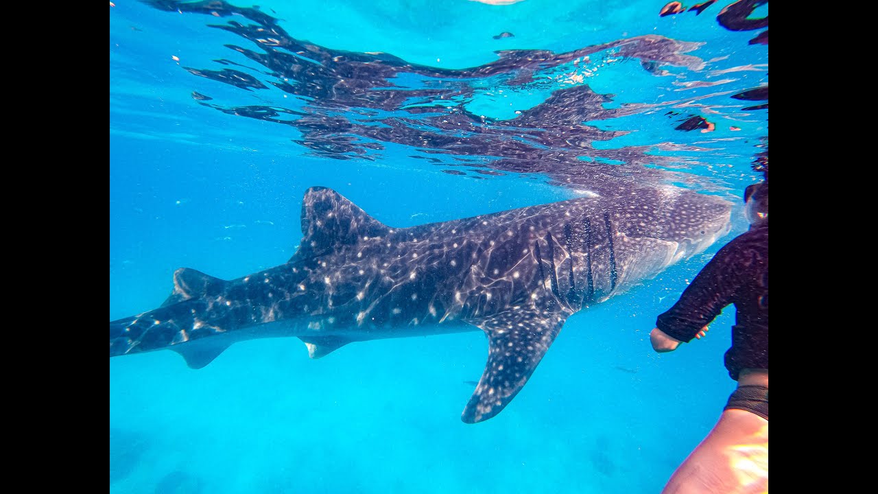 Snorkeling with Whale Sharks in Oslob / Fun Group Cebu