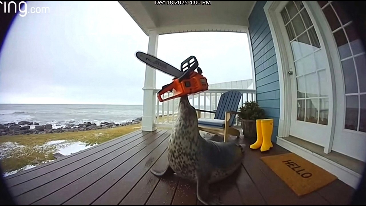 Animals Gone Wild on Ring Cam #03 | Funny CCTV Compilation