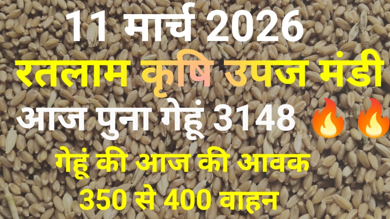 रतलाम मंडी गेहूं भाव आज। Ratlam mandi gehun bhav today। 11 मार्च 2026। ratlam mandi gehun bhav today