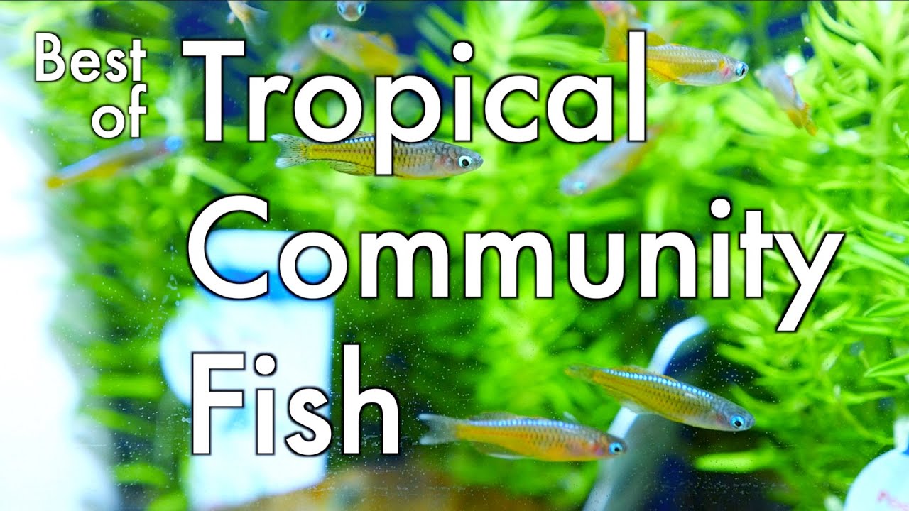 Maidenhead Aquatics Best of Tropical Community Fish