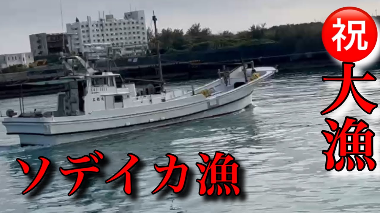 豊漁続く五月のソデイカ漁へ出陣！