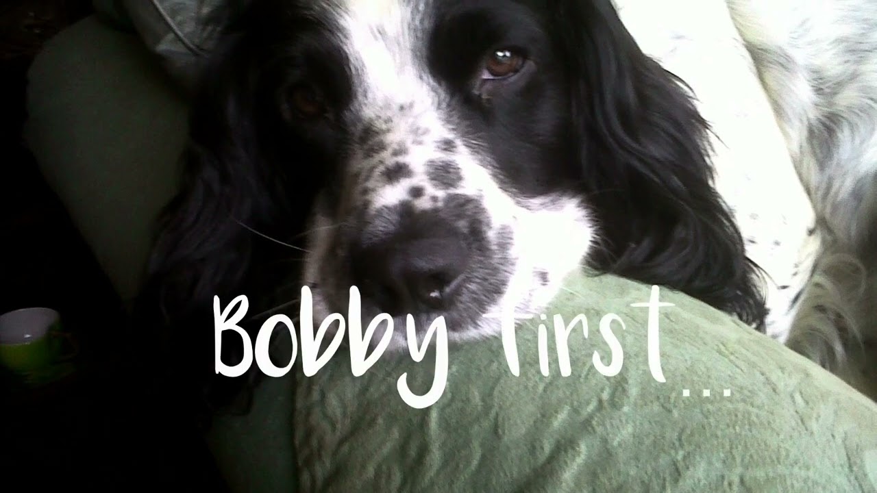 Jet - black and white Springer Spaniel boy 