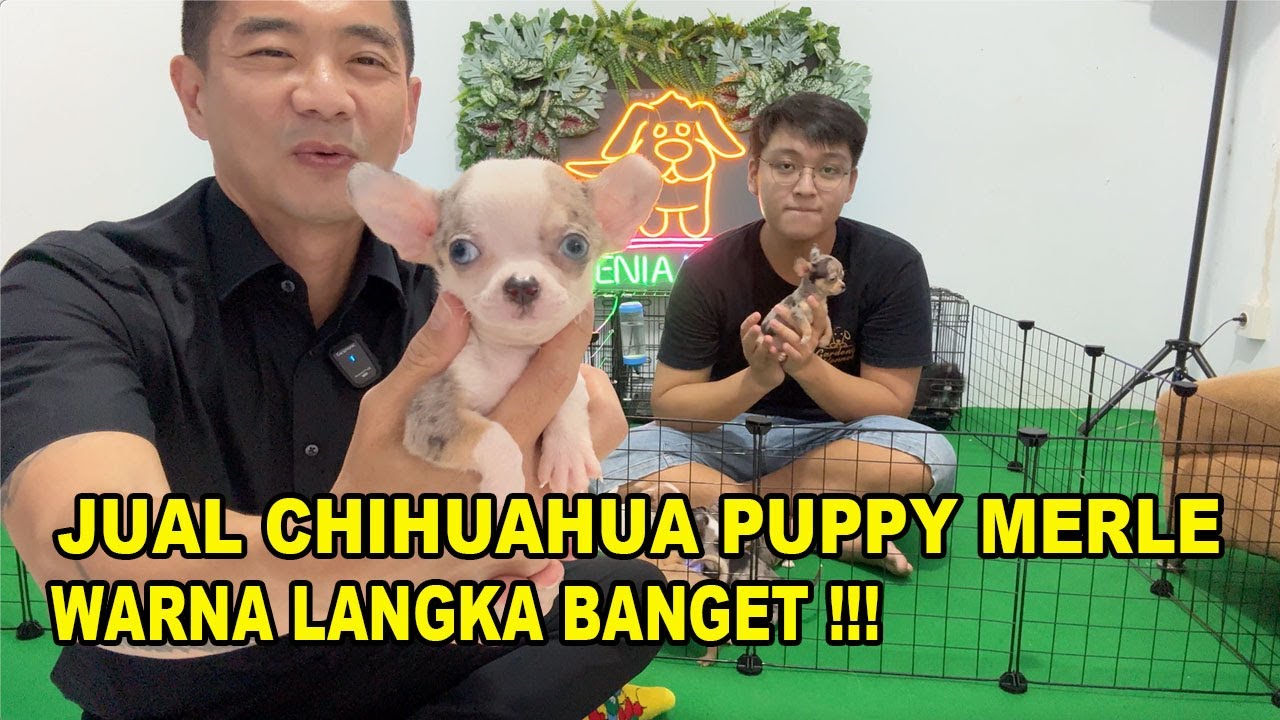 Jual Chihuahua Puppy Merle Warna Langka