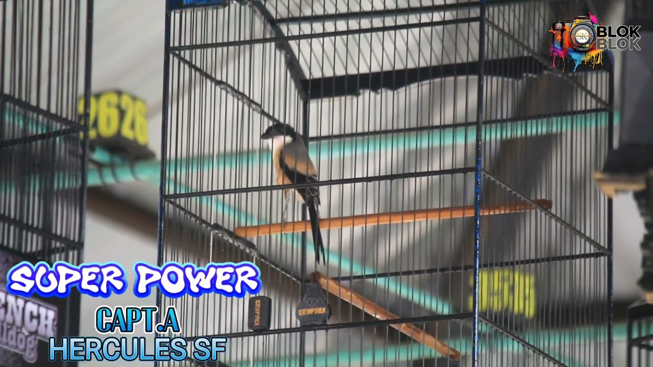 CENDET SUPER POWER UJI COBA CASTING CAMERA 🔵 HERCULES SF ‼️SESI B