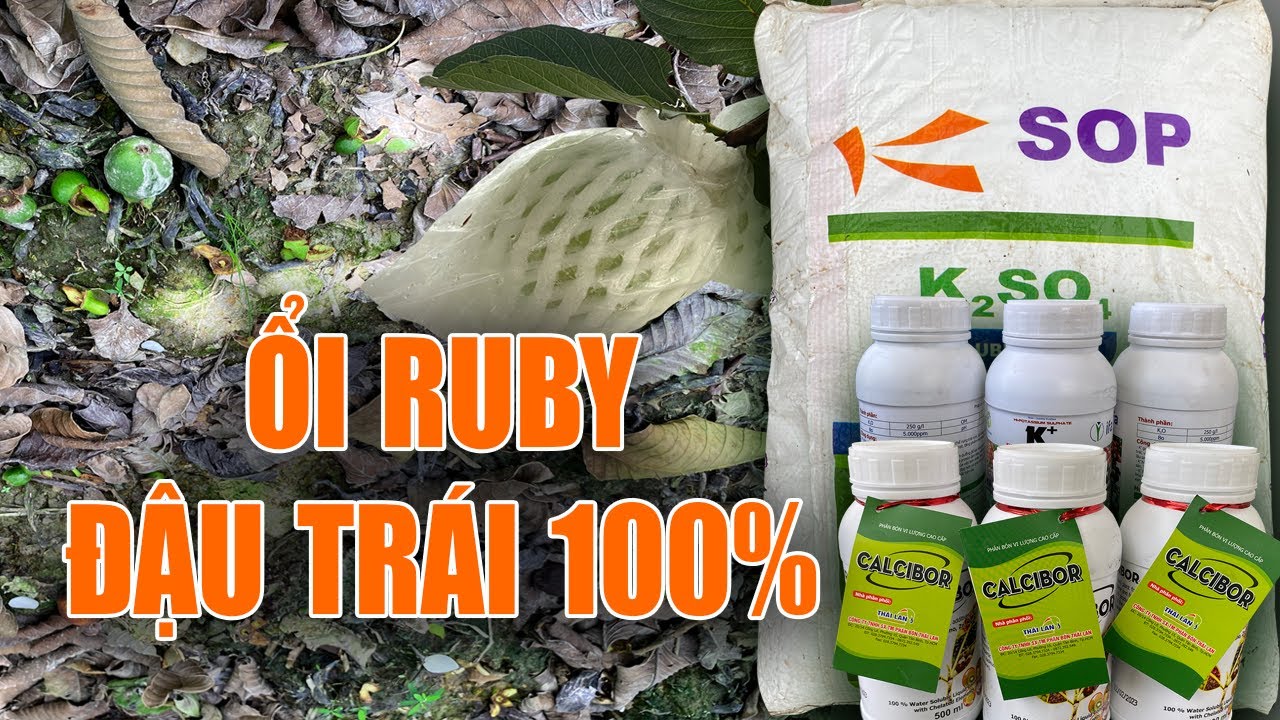 Ổi Ruby đậu trái 100% nếu làm theo cách này