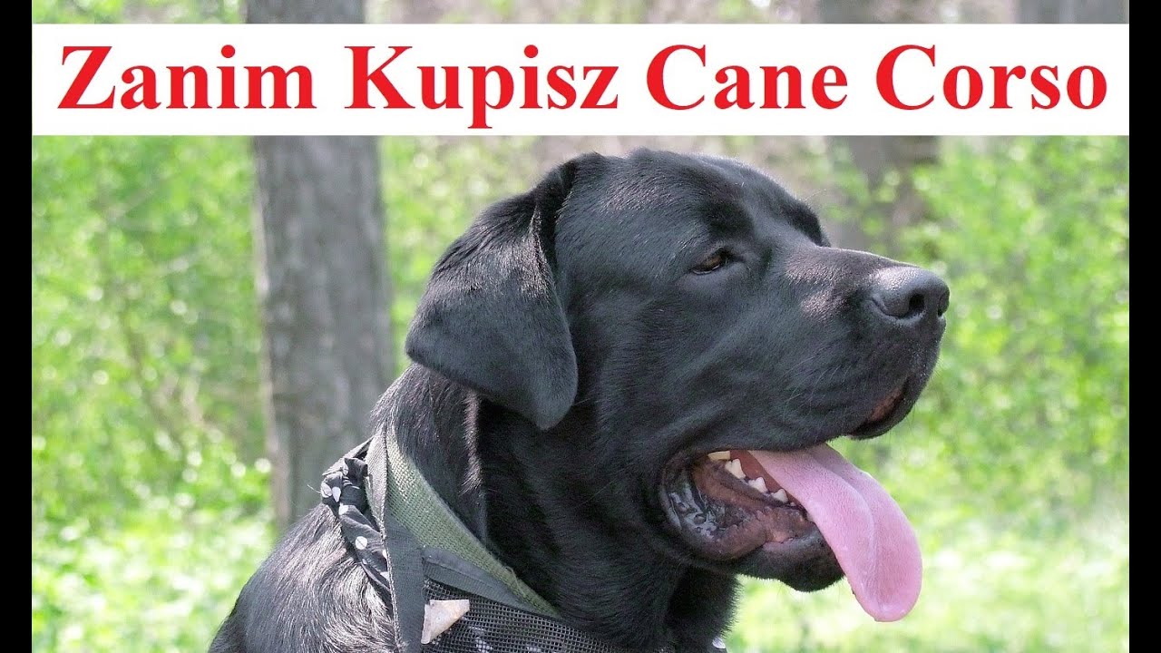 Zanim Kupisz CANE CORSO