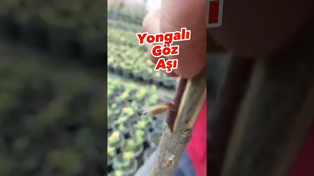 Baston GüL Nasıl Aşılanır..? EĞİTİM VİDOSU