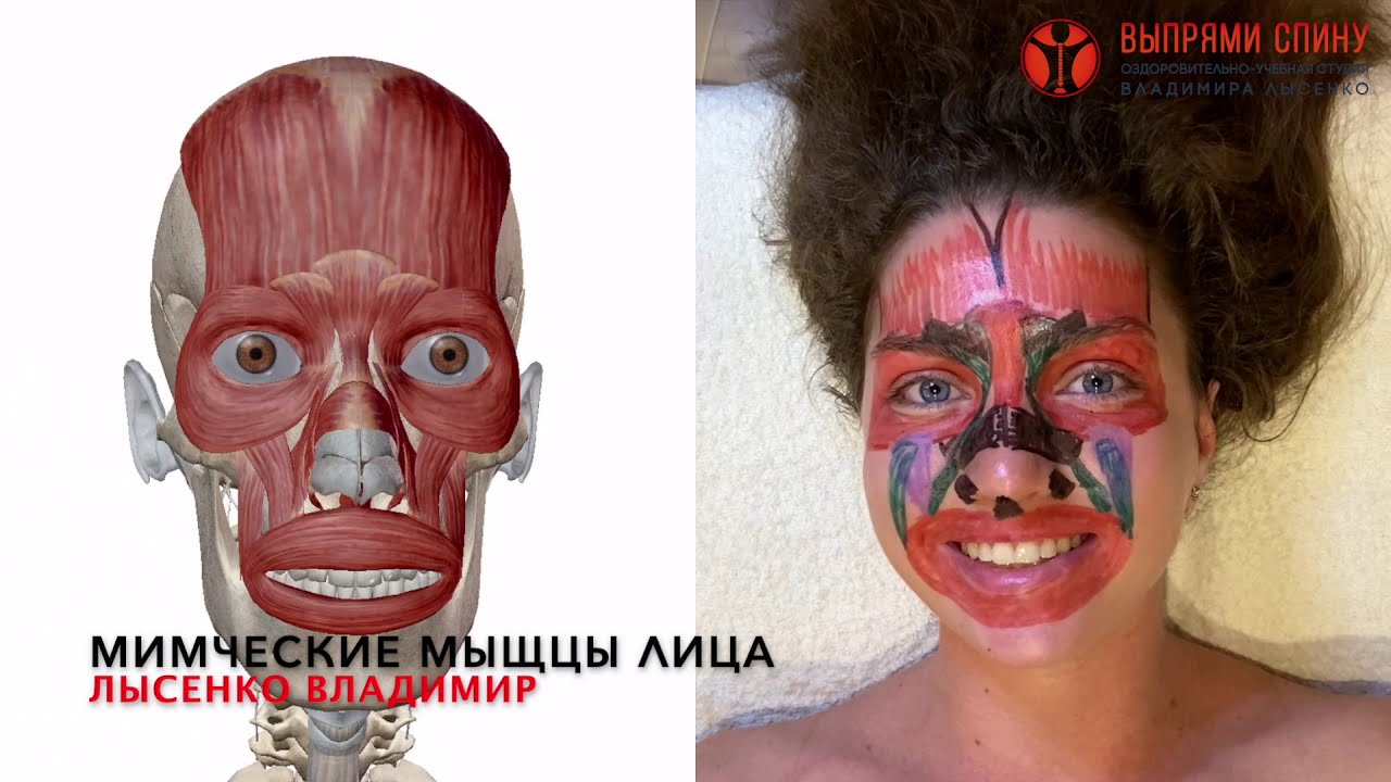 Как образуются морщины на лице? Мимические мышцы лица у девушки в 3-D
