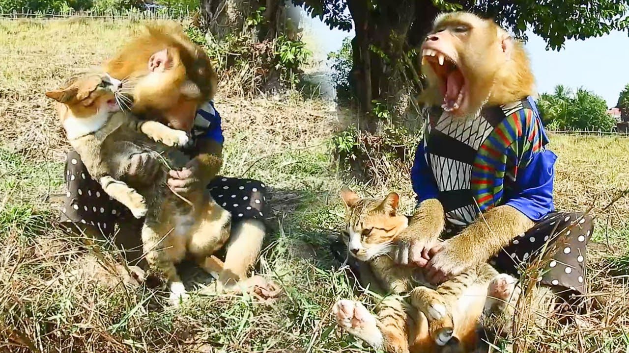 SokYaa Finds a Smart Cat in the Field — What Happens Next is Adorable